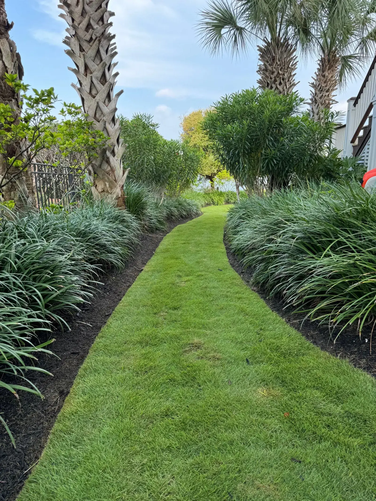 Mown path running between full liriope borders