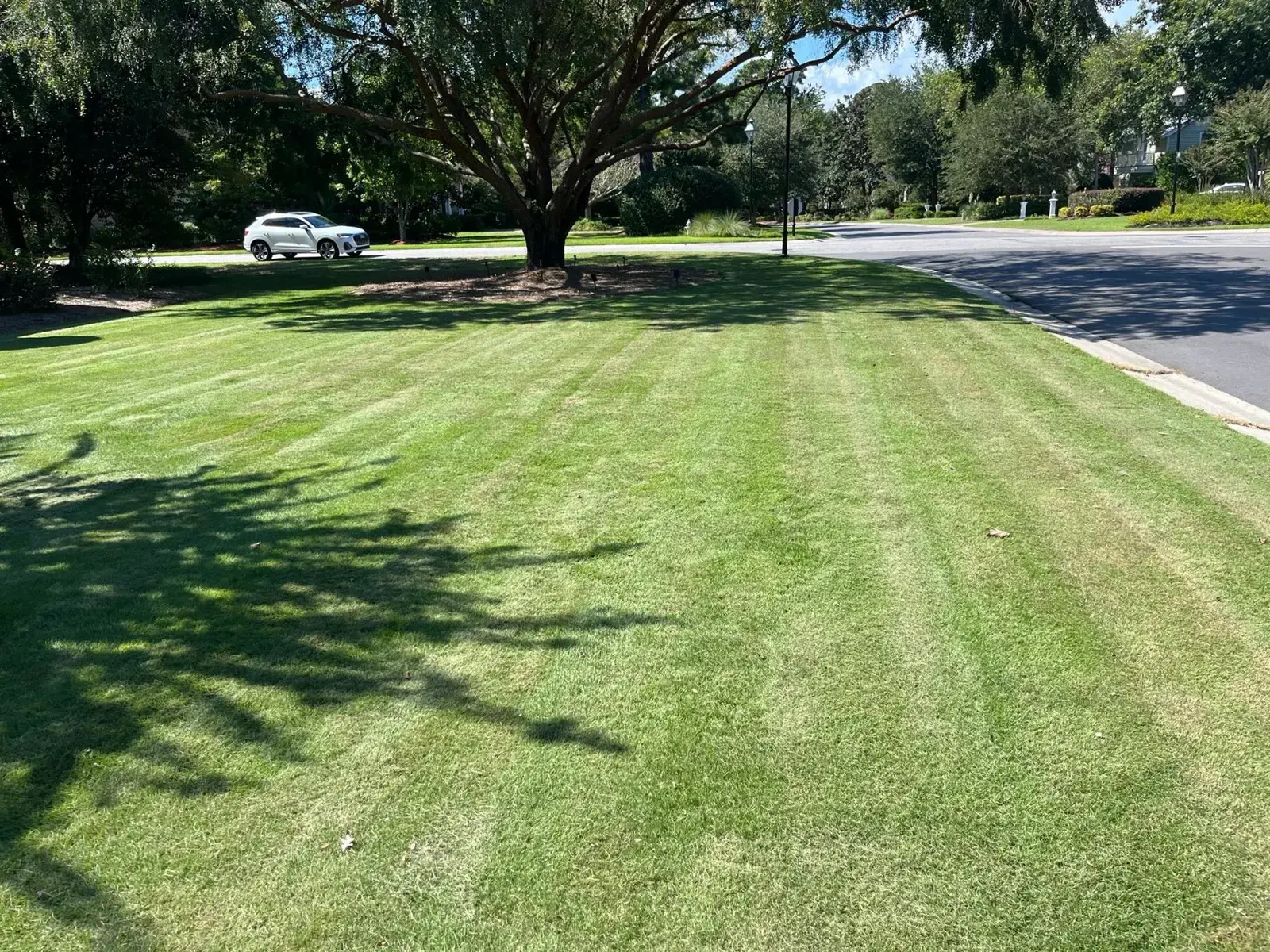 Striped front lawn shaded by a mature live oak